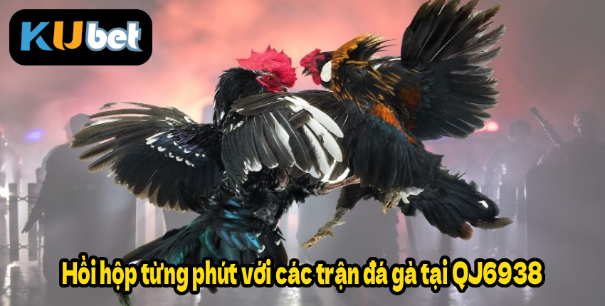 Hồi hộp từng phút với các trận đá gà tại QJ6938