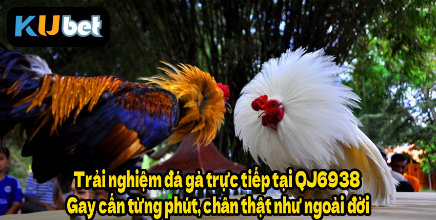 Trải nghiệm đá gà trực tiếp tại QJ6938 – Gay cấn từng phút, chân thật như ngoài đời