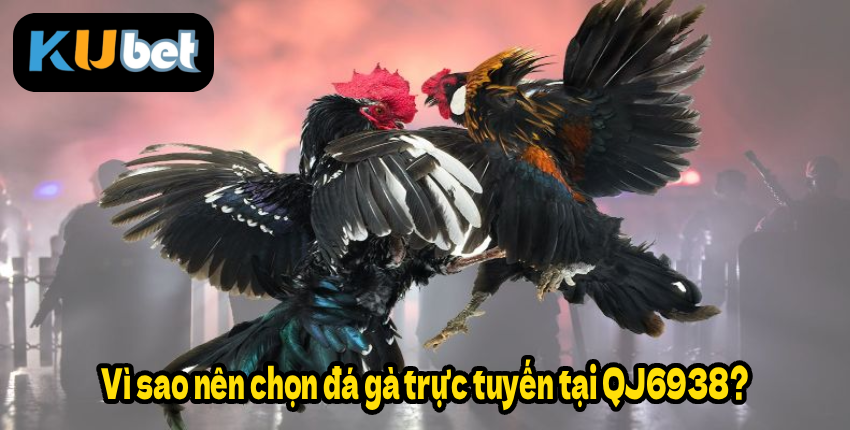 Vì sao nên chọn đá gà trực tuyến tại QJ6938?